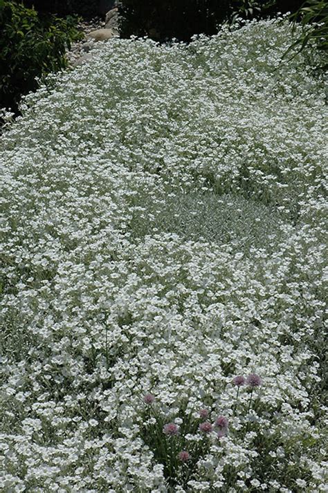 100 Seeds Snow In Summer Flower Seeds Cerastium Etsy