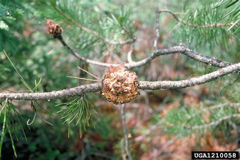 Western Gall Rust Endocronartium Harknessii On Lodgepole Pine Pinus