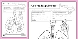 Partes Del Sistema Respiratorio Primaria Twinkl