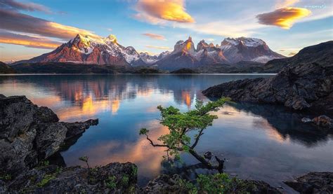 Jezioro Pehoe Góry Cordillera Del Paine Drzewo Park Narodowy Torres