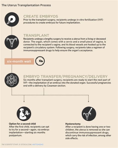 ‘it’s Life Creating Life Enabling’ Uterus Transplants Are Now A Reality For The Lucky Few