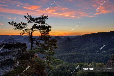Germany Saxony Elbe Sandstone Mountains Pine Tree With View To The