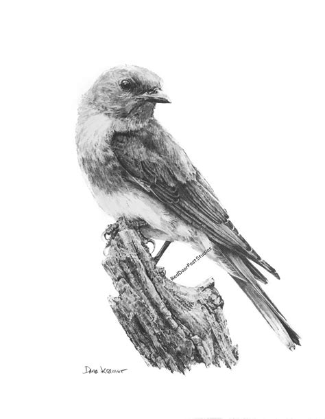 Bluebird Drawing Using Graphite Pencil Drawn In 2017 Bird Drawings