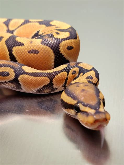 Orange Dream Hypo Ball Python By Project X Reptiles Morphmarket