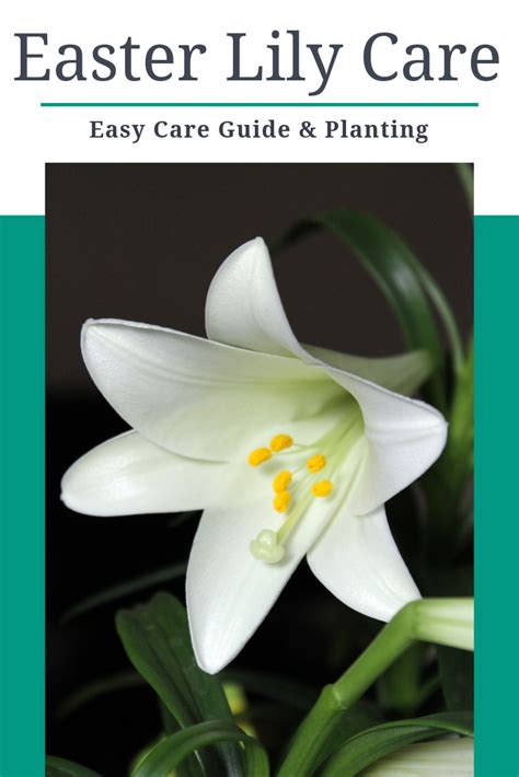 Planting Easter Lillies Easter Lily Care Easter Lily Flower Plants