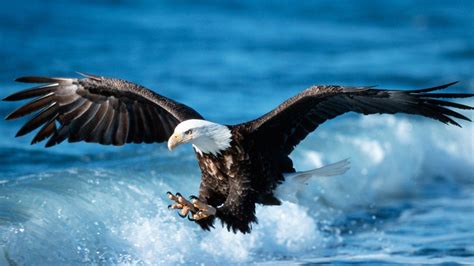 Cool Eagle Wallpapers Top Free Cool Eagle Backgrounds Wallpaperaccess