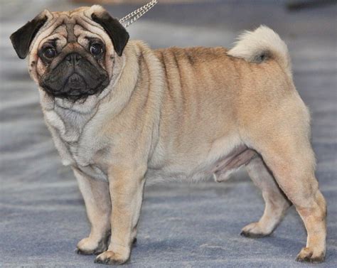Do Pugs Get On With Other Dogs