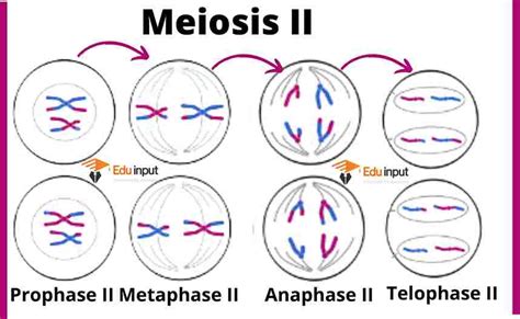 Stages And Significance Of Meiosis Ii What Happens In Meiosis Ii