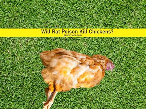 Will Rat Poison Kill Chickens Poultrylane