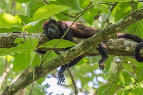 Amazon Rainforest Monkeys Photos And Info