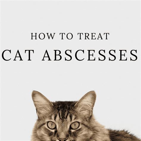 How To Treat Cat Abscesses At Home Pethelpful