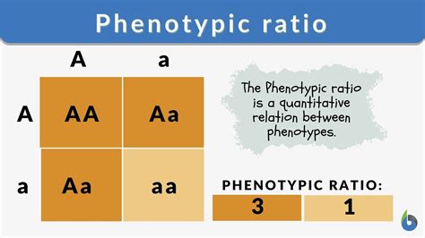 10 How Do You Determine The Phenotype For Each Genotype Ideas