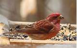 Pictures of Red House Finch Song