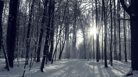 Snowy Forest Wallpaper Pictures