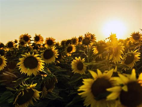 Bunga matahari atau dikenal dengan nama latin helianthus annuus l adalah salah satu bunga yang nah, popbela akan membeberkan tentang 5 arti dan filosofi bunga matahari yang membuat. 5 Filosofi Bunga Matahari Yang Belum Banyak Diketahui Woop Id