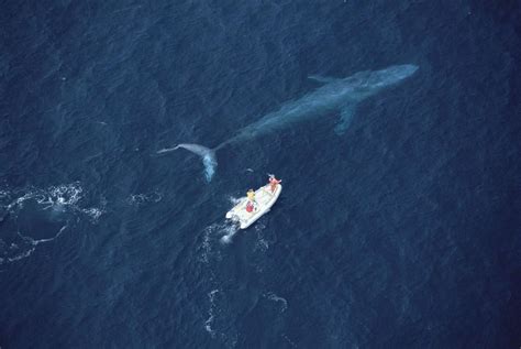 Blue Whale Next To Boat Oo If I Was There I Would Have Freaked Out O