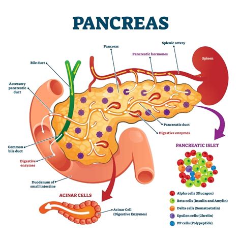 Pancreas Cosè A Cosa Serve E Come Funziona