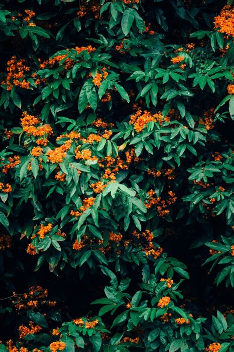 Orange Petaled Flower Photo Free Image On Unsplash