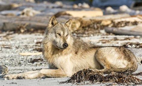 Photographer Zooms In On Unique Coastal Wolves Of British Columbia