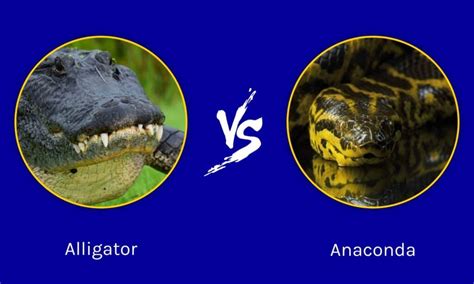 Alligator Vs Anaconda Who Would Win In A Fight A Z Animals