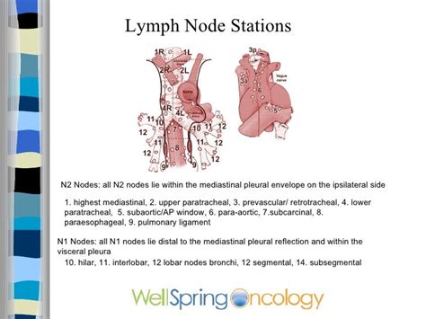 Ap Lymph Node