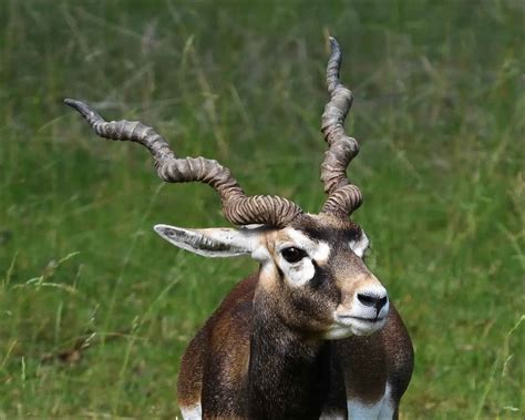 List African Animals With Horns 40 Beautiful Pictures Of African