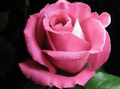 Perfect Pink Rose Pink Bonito Perfect Bloom Rose Hd Wallpaper