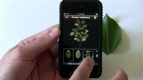 Here are some of the awesome plant identification applications for android and iphone that can help you in identifying plants and herbs. LeafSnap iPhone app demo: ID trees by taking a pic of a ...