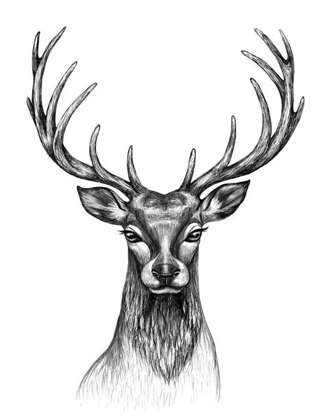 Whitetail Buck Head Drawing