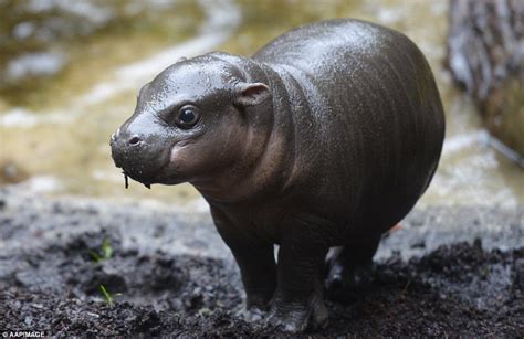 Pygmy Hippo Calf Makes A Splash At Melbourne Zoo During First Public