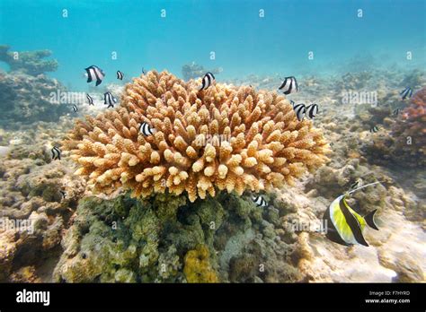 Maldives Island Shallow Coral Reef Stock Photo Alamy