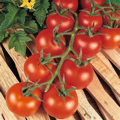 Tomato Shirley F1 Hybrid Seeds Thompson And Morgan
