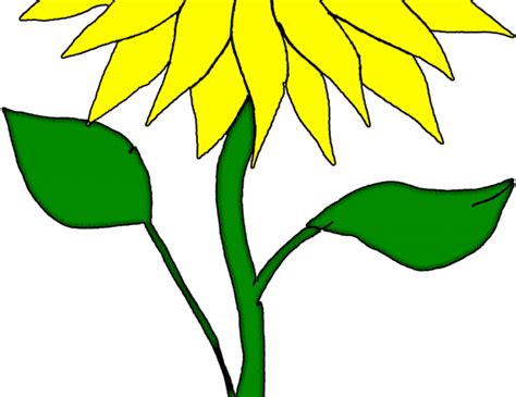Drawn Sunflower San Flower Clipart Full Size Clipart 2980647