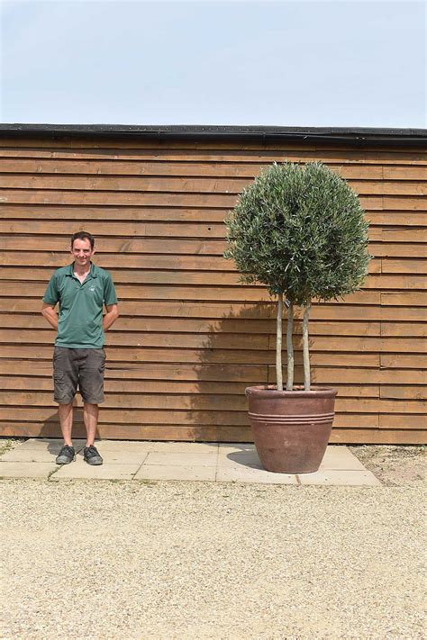 Potted Tri Trunk Lollipop Olive Tree No 340 Olive Grove Oundle