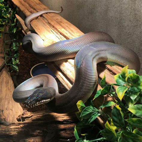 A Large Snake Sitting On Top Of A Wooden Bench Next To A Potted Plant