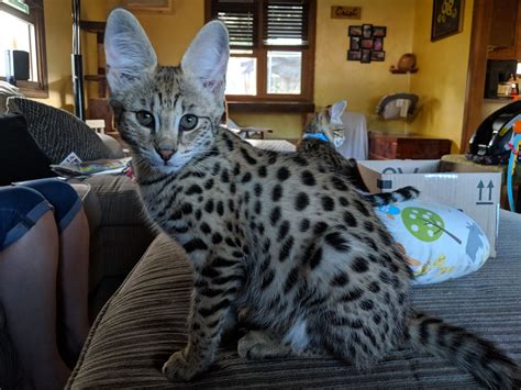 80 Most Popular And Latest Show Me A Picture Of A Savannah Cat Today