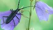 10 heimische Käfer, die du kennen solltest | Blühendes Österreich