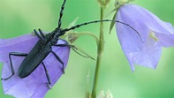 10 heimische Käfer, die du kennen solltest | Blühendes Österreich