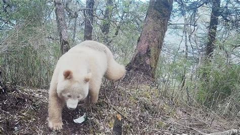 Worlds Only White Panda Caught On Camera In China