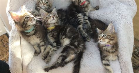 The Kuwait Cats And Kittens Adoption And Sales Email Us At