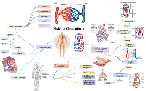 Mapa Conceptual Del Sistema Circulatorio ¡guía Paso A Paso