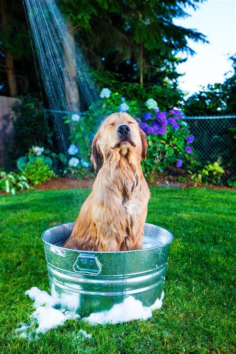 20 Easy Diy Dog Washing Station For Outdoors