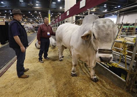 Breeding brahman cattle with superior genetics. The Brahman Connection - Houston Chronicle