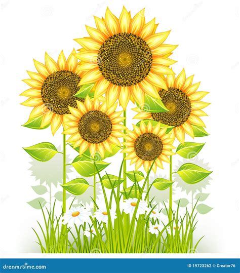 Sunflowers And Grass Stock Vector Illustration Of Grass 19723262