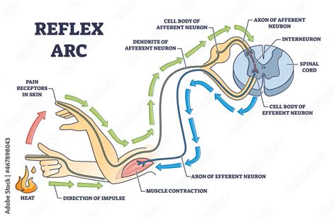How To Draw Reflex Arc Reflex Arc Diagram Structure Of Reflex Arc Porn Sex Picture