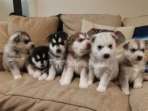 We did not find results for: Siberian Husky Puppies | Burgess Hill, West Sussex | Pets4Homes