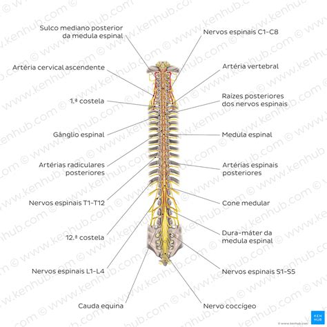 Medula Espinal Anatomia Meninges Vascularização Kenhub