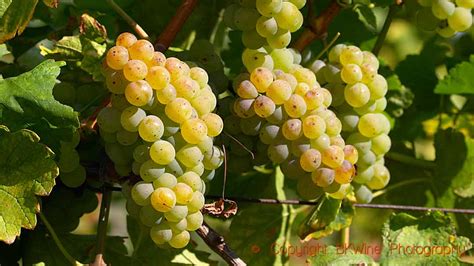 Riesling One Of The Worlds Top Grapes But A Challenge For The