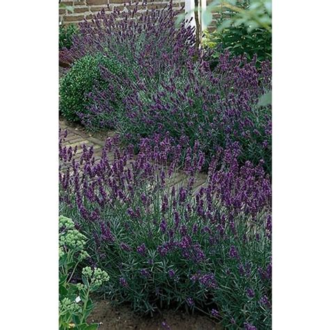 Hidcote Lavender Near Me Lavender Plant