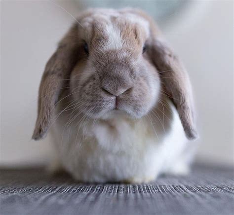 Pin By Jenny Marie On Barney Bunny Pet Portraits Pets Rabbit
